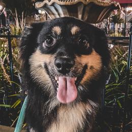 Eva - Miniature Australian Shepherd