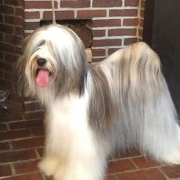 Pucker - Tibetan Terrier