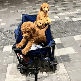 Goldendoodle and Golden Retriever Puppies from Were The Mack'Doodles