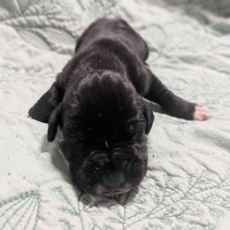 Hugh - Black male Great Dane puppy in Pollock, Louisiana from Danes Done Right