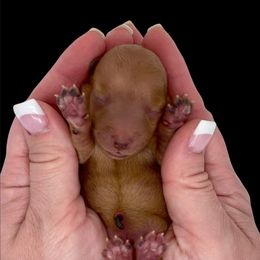 Goldendoodle Puppies from DM Hilltop FURfamily