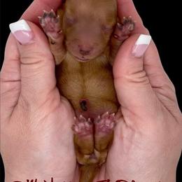 Goldendoodle Puppies from DM Hilltop FURfamily