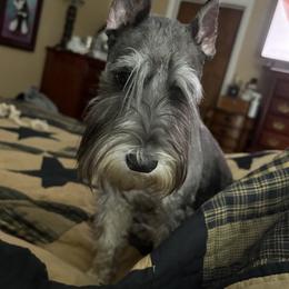 Rainy - Miniature Schnauzer