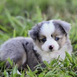 Girl 1 - female Toy Australian Shepherd puppy in Wichita Falls, Texas from Shooting Stars Ranch Toy and Mini Aussies