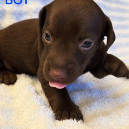 Bear - Chocolate male Dachshund puppy in Augusta, Georgia from Cherokee Hill Dachshunds