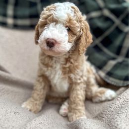 Tom Petty - Red male Bernedoodle puppy in Surprise, Arizona from Huckleberry Doodles