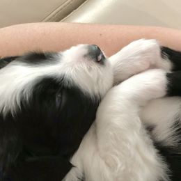 Aussiedoodle Puppies from Ever After Mini Doodles