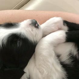 Aussiedoodle Puppies from Ever After Mini Doodles