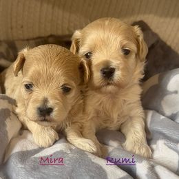 Rumi - Apricot female Maltipoo puppy in Lake Ann, Michigan from Riyem Wildflower Farms