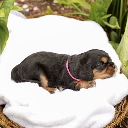 Hazel - Black and tan female Cavalier King Charles Spaniel puppy in New Holland, Pennsylvania from Mountain Breeze Puppies