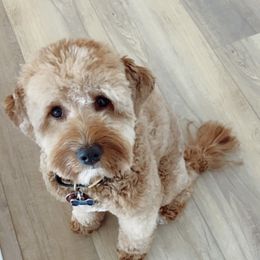 Skoshi - Goldendoodle