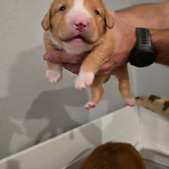 Nova Scotia Duck Tolling Retriever Puppies from Shireway Tollers