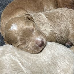 Goldendoodle Puppies from Kingwood Goldendoodles