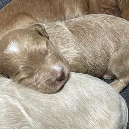 Goldendoodle Puppies from Kingwood Goldendoodles