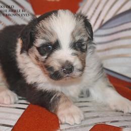 Rico - Blue merle male Miniature Australian Shepherd puppy in Patterson, North Carolina from DreamLine Aussies
