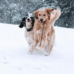 Goldendoodle Puppies from Middle Tennessee Golden Doodles