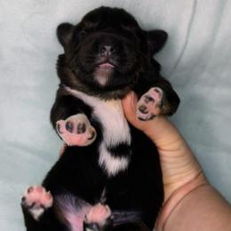 Eclipse - Black tri female Miniature Australian Shepherd puppy in Harrisonville, Missouri from Trailside Mini Aussies