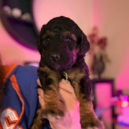 Amy - Phantom female Goldendoodle puppy in Jacksonville, Florida from Dandelion Doodles