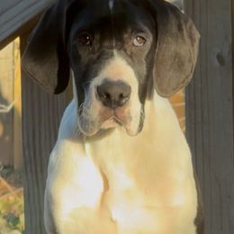 Italy - Mantle Great Dane puppy in Huntsville, Alabama from Rough Diamond Danes