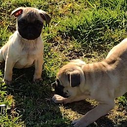 Pugs from Sundance Pugs