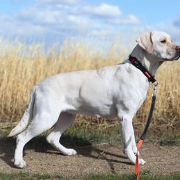 Lola - Labrador Retriever