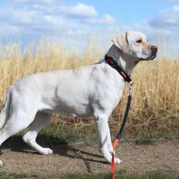 Lola - Labrador Retriever