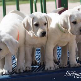 Labrador Retriever Puppies from Katrina Tolbert