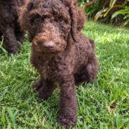 Maku - Cafe au lait male Poodle puppy in Kapaa, Hawaii from Kauai Poodles