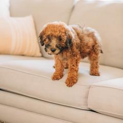 Boy 3-Grey - Whoodle puppy in Delta, Utah from Dunes and Doodles