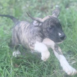 Lingini - Brindle male Great Dane puppy in Lehigh Acres, Florida from Florida Wrinkles