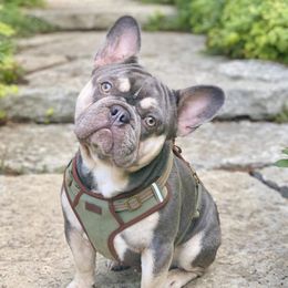 Gator - French Bulldog