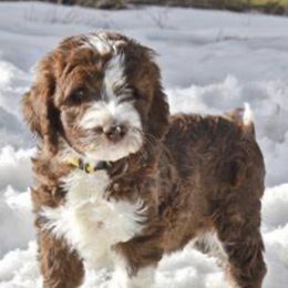 Aussiedoodles from H & A Kennels
