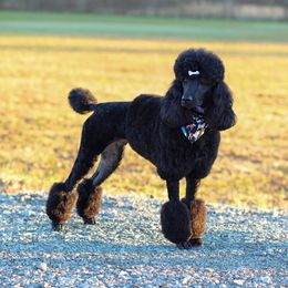 Ember - Poodle
