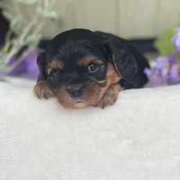 Cavalier King Charles Spaniel Puppies from FriendlyPals