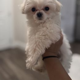 Maltese Puppies from Unicorn tiny Maltese puppies