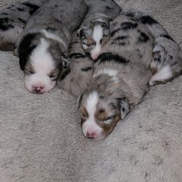 Australian Shepherd Puppies from Twist'n Tops Farm & Kennel