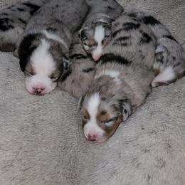 Australian Shepherd Puppies from Twist'n Tops Farm & Kennel