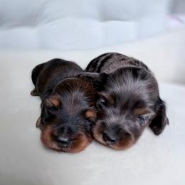 Darius European Lines - Red male Dachshund puppy in Richmond, Virginia from Irresistible Dachshunds & Cavaliers