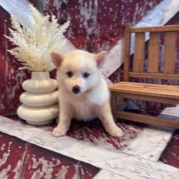 Quinn - White female Pomsky puppy in Bucyrus, Missouri from Hill Top Pomskies