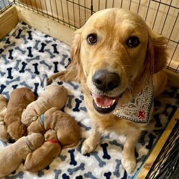 Winnie  - Golden Retriever