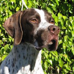 German Shorthaired Pointer and Pointer All Grown Up from Paladen