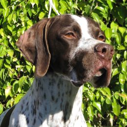 German Shorthaired Pointer and Pointer All Grown Up from Paladen