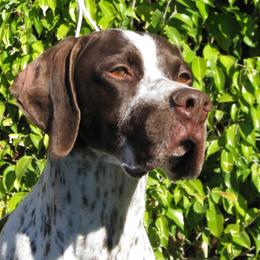 German Shorthaired Pointer and Pointer All Grown Up from Paladen