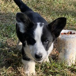 Cardigan Welsh Corgi Puppies from Liberty Valley Farm