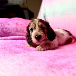 Eggnog - Piebald male Dachshund puppy in Magnolia, Texas from Hillyard Ranch