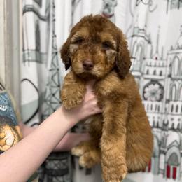Pumpkin - Brown and white male Sheepadoodle puppy in Greeneville, Tennessee from Smokey Mountain Sheepadoodles