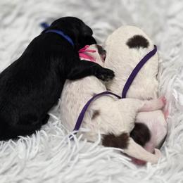 Cavapoo puppies from Sugarland's Texas Goldendoodles