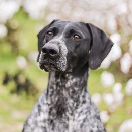 Izzy - German Shorthaired Pointer