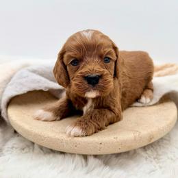 Forrest - Red male Cavapoo puppy in Melissa, Texas from Southern Love Cavapoos & Maltipoos
