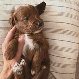 Boy 5 - Red  male Goldendoodle puppy in Sacramento, Utah from Little legacy doodles